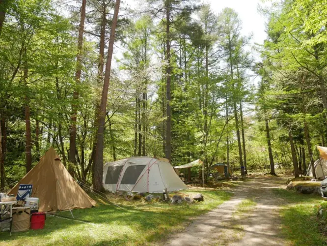 5月のキャンプサイトはは新緑に包まれていました