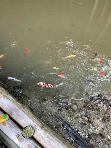 奥に池があってコイがいます。
